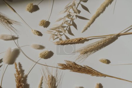 Photo for Beautiful dried rabbit tail grass, pampas grass, wheat, rye ear stems on neutral white background with deep blurred sunlight shadows. Aesthetic minimal floral pattern - Royalty Free Image
