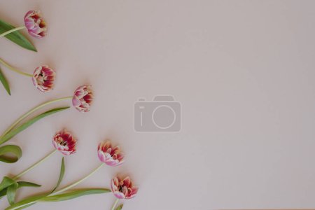 Foto de Delicate tulip flowers on neutral pink background with copy space - Imagen libre de derechos