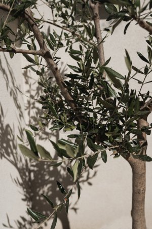 Photo for Olive tree in pot on neutral beige wall with aesthetic sunlight shadows - Royalty Free Image