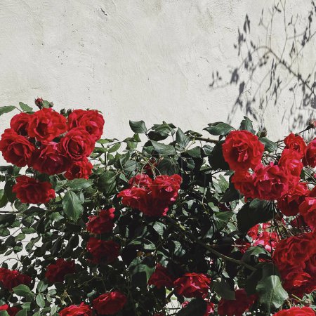 Foto de Rosas rojas flores arbusto con rama y hojas en la pared beige neutro. Fondo floral estético - Imagen libre de derechos