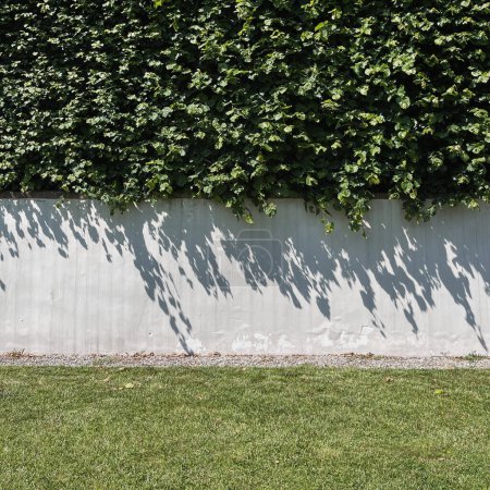 Foto de Wall of green leaves bush with sunlight shadows. Floral reflections in sun light - Imagen libre de derechos