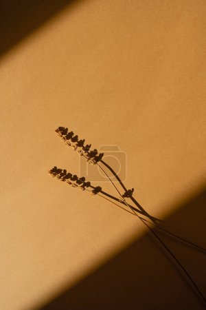 Foto de Hermosa hierba seca sobre fondo naranja neutro profundo con profundas sombras borrosas de luz solar. Estética composición floral mínima - Imagen libre de derechos