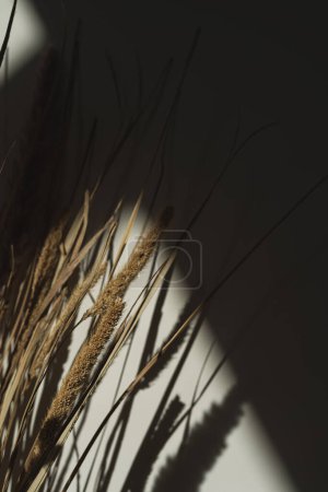 Photo for Aesthetic dried pampas grass, reeds in sunlight shadows on neutral beige wall. Minimalist Parisian vibes floral composition - Royalty Free Image
