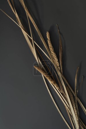 Téléchargez les photos : Dried grass on dark background. Aesthetic neutral bohemian floral composition - en image libre de droit