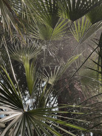 Téléchargez les photos : Gros plan de feuilles exotiques vertes de palmier tropical. Beau fond de nature tropicale exotique d'été. Voyage d'été, concept de vacances - en image libre de droit