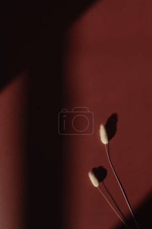 Téléchargez les photos : Dried rabbit tail grass stalks on red color background with copy space. Warm sunlight shadow reflections silhouette. Minimalist simplicity flat lay. Aesthetic top view flower composition - en image libre de droit
