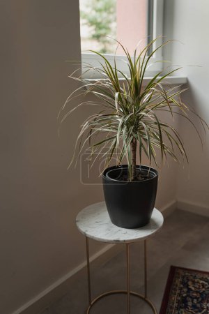 Téléchargez les photos : Aesthetic minimal interior design. Home plant in pot on marble table. Minimalist interior decoration - en image libre de droit