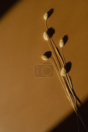 Foto de Dried fluffy rabbit tail grass with sunlight shadows on orange background - Imagen libre de derechos