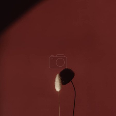 Foto de Hermosa hierba de cola de conejo secado esponjoso sobre fondo rojo profundo con sombras de luz solar borrosa profunda. Estética composición floral mínima - Imagen libre de derechos