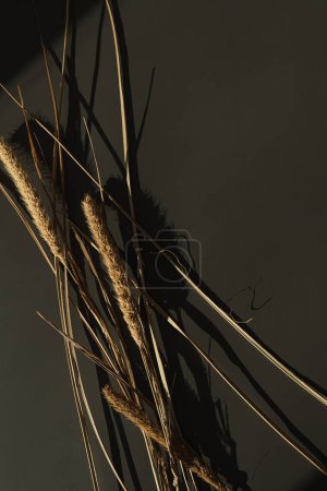 Téléchargez les photos : Tiges d'herbe séchée esthétique dans les ombres de la lumière du soleil sur fond gris foncé. Ambiances parisiennes minimalistes composition florale - en image libre de droit