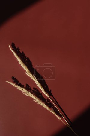 Foto de Dried grass with sunlight shadows on red background - Imagen libre de derechos