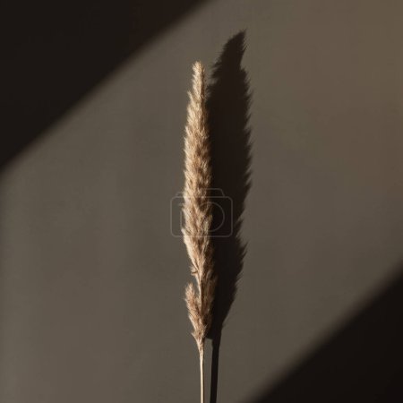 Photo for Flatlay of dry pampas grass stem on dark grey background with soft blurred sunlight shadows. Aesthetic bohemian minimal top view, flat lay floral composition with sun light shades. Parisian vibes - Royalty Free Image