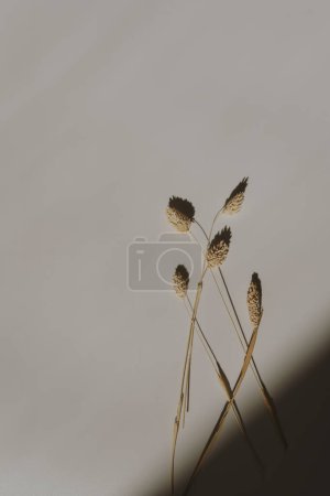 Téléchargez les photos : Beautiful fluffy dried rabbit tail grass on neutral white background with deep blurred sunlight shadows. Aesthetic minimal floral composition - en image libre de droit