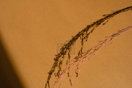 Téléchargez les photos : Tiges d'herbe séchées sur fond de couleur orange avec espace de copie. Lumière du soleil chaud ombre reflets silhouette. Simplicité minimaliste à plat. Esthétique vue de dessus composition des fleurs - en image libre de droit
