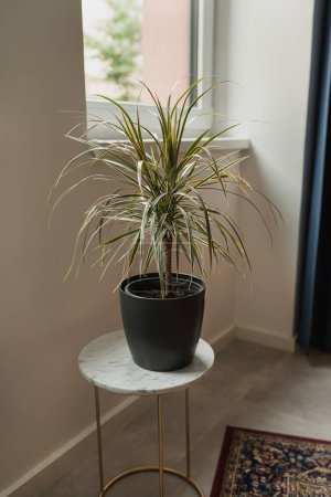 Foto de Planta de palmera tropical en maceta sobre mesa auxiliar de mármol. Interior minimalista del hogar decorado con planta casera - Imagen libre de derechos
