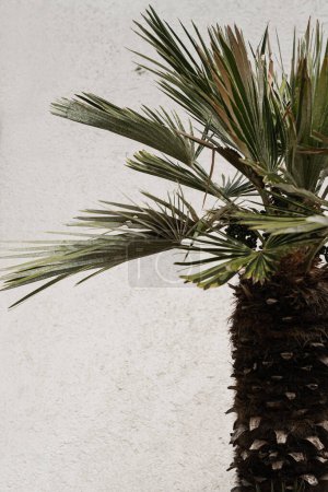 Téléchargez les photos : Palmier tropical exotique vert aux feuilles. Été nature fond - en image libre de droit