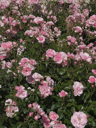 Foto de Rosas rosas flores rama y hojas. Fondo floral estético - Imagen libre de derechos
