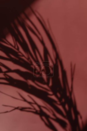 Foto de Sombras de hojas de palma a la luz del sol. Silueta floral estética sobre fondo rojo carmesí. Sombra en la pared. Silueta floral a la luz del sol. - Imagen libre de derechos