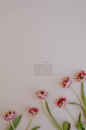 Photo for Delicate tulip flowers on neutral pink background with copy space - Royalty Free Image