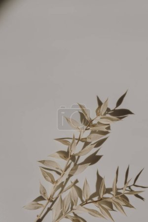 Téléchargez les photos : Belle herbe séchée sur fond blanc neutre avec des ombres de soleil brouillées profondes. Composition florale minimale esthétique - en image libre de droit