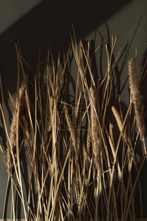 Foto de Elegante hierba seca estética con sombras de luz solar. Composición floral con estilo Boho - Imagen libre de derechos