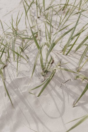 Foto de Tallos de hierba seca en la playa con arena blanca. Neutral beige colores naturaleza paisaje - Imagen libre de derechos