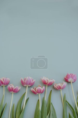 Photo for Delicate tulip flowers on neutral blue background with copy space - Royalty Free Image