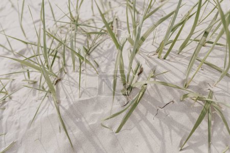 Téléchargez les photos : Tiges d'herbe sèche sur la plage avec du sable blanc. Neutre beige couleurs nature paysage - en image libre de droit