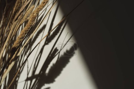 Téléchargez les photos : Esthétique herbe de pampa beige séchée, roseaux. Beau fond minimal aux couleurs neutres. Réflexions chaudes d'ombre de lumière du soleil sur le mur. Ambiances parisiennes. - en image libre de droit