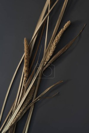 Photo for Dried grass stems pattern on dark background - Royalty Free Image