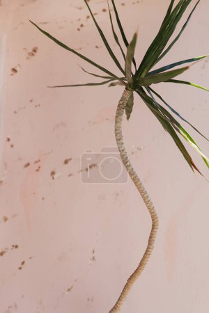 Téléchargez les photos : Feuilles exotiques tropicales de palmier sur fond rose pastel doux. Composition florale minimale esthétique - en image libre de droit