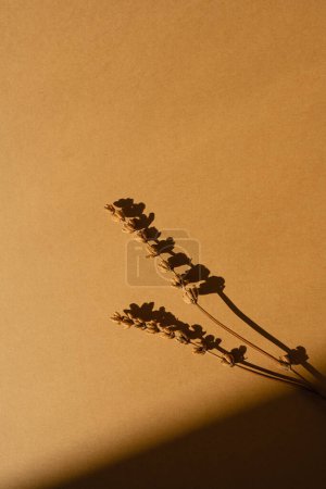 Photo for Flatlay of dry grass on orange background with soft blurred sunlight shadows. Aesthetic bohemian minimal top view, flat lay floral composition with copy space and sun light shades. Parisian vibes - Royalty Free Image