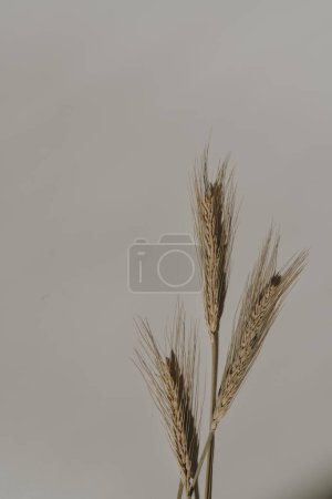 Photo for Wheat ears on tan white background with copy space. Warm sunlight shadow reflections silhouette. Minimalist simplicity flat lay. Aesthetic top view flower composition - Royalty Free Image