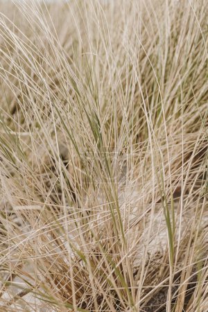 Foto de Composición natural estética con tallos de hierba seca. Fondo natural abstracto de plantas blandas - Imagen libre de derechos