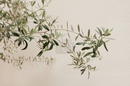 Foto de Ramas de olivo en la pared beige pastel neutro - Imagen libre de derechos