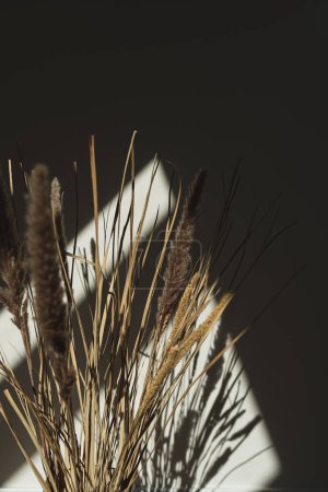 Téléchargez les photos : Elegant gentle dried grass bouquet with sunlight shadow reflections on the wall - en image libre de droit