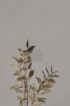 Photo for Elegant aesthetic dried grass stems with sunlight shadows on tan white background with copy space. Boho stylish still life flower composition - Royalty Free Image