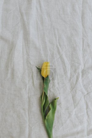 Téléchargez les photos : Délicate fleur de tulipe jaune élégante sur fond de tissu de lin froissé avec espace de copie. Simple esthétique minimaliste pose plate, composition florale vue de dessus - en image libre de droit