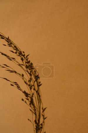 Téléchargez les photos : Tiges d'herbe séchées sur fond de couleur orange avec espace de copie. Lumière du soleil chaud ombre reflets silhouette. Simplicité minimaliste à plat. Esthétique vue de dessus composition des fleurs - en image libre de droit