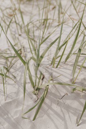 Foto de Escena de playa con hierbas en una duna de arena - Imagen libre de derechos