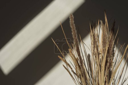 Téléchargez les photos : Esthétique herbe de pampa séchée, roseaux dans les ombres de la lumière du soleil sur mur neutre. Ambiances parisiennes minimalistes composition florale - en image libre de droit