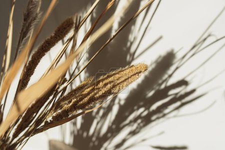 Photo for Elegant gentle dried grass bouquet with sunlight shadow reflections on the wall - Royalty Free Image