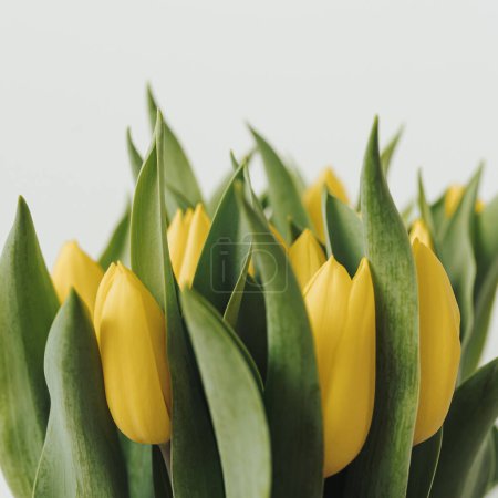 Photo for Yellow tulip flowers bouquet on white background. Minimalist elegant aesthetic floral composition - Royalty Free Image