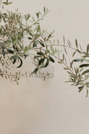 Téléchargez les photos : L'olivier vert laisse des branches sur fond beige neutre. Concept esthétique de la nature minimale. Espace de copie, espace vide - en image libre de droit
