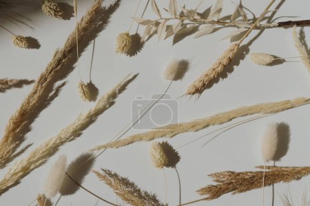 Photo for Elegant aesthetic dried rabbit tail grass, pampas grass stems, wheat ears, rye stems with sunlight shadows on tan white background with copy space. Boho stylish still life flower pattern - Royalty Free Image