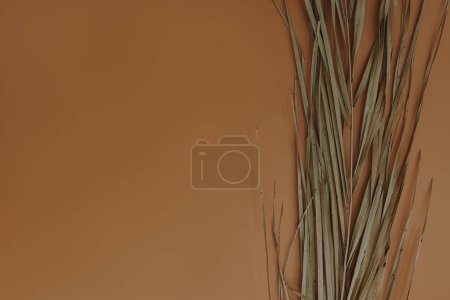 Téléchargez les photos : Feuille de palmier exotique tropicale séchée sur fond orange. Espace de copie - en image libre de droit