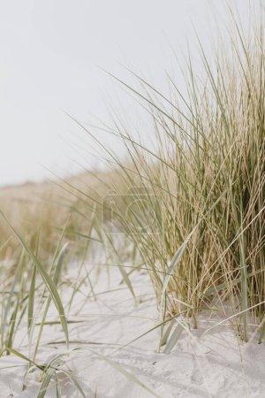 Suszona trawa wypływa na plaży z białym piaskiem. neutralne beżowe kolory krajobraz przyroda
