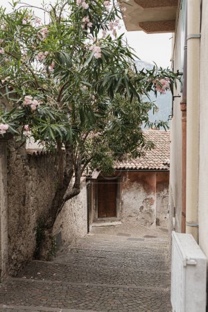 Photo for Historic Italian architecture. Traditional European old rustic buildings and tree. Aesthetic summer vacation travel concept - Royalty Free Image