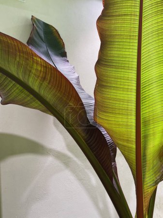 Foto de Primer plano de la exótica hoja de palma tropical con reflejos cálidos a la luz del sol - Imagen libre de derechos