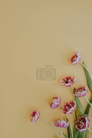 Téléchargez les photos : Fleurs de tulipes sur fond jaune pastel avec espace de copie. Couché plat, vue du dessus - en image libre de droit
